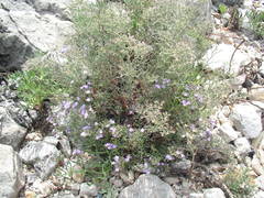 Limonium cordatum