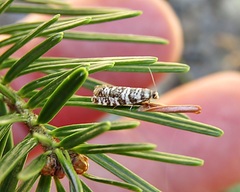 Epinotia tedella