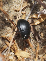 Erodius goryi