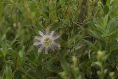 Passiflora chrysophylla
