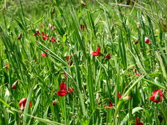 Lathyrus cicera