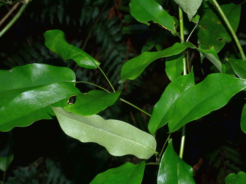 Stauntonia obovatifoliola
