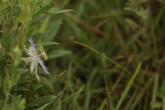 Passiflora chrysophylla