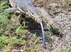 Varanus salvator bivittatus