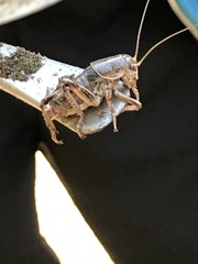 Cyphoderris