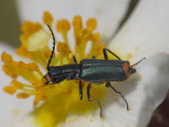 Clanoptilus abdominalis