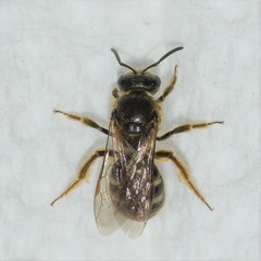 Lasioglossum cinctipes