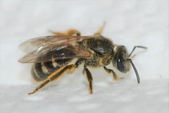 Lasioglossum cinctipes