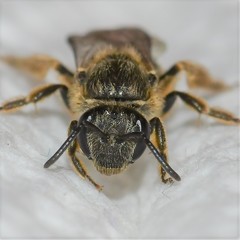 Lasioglossum cinctipes