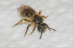 Lasioglossum cinctipes