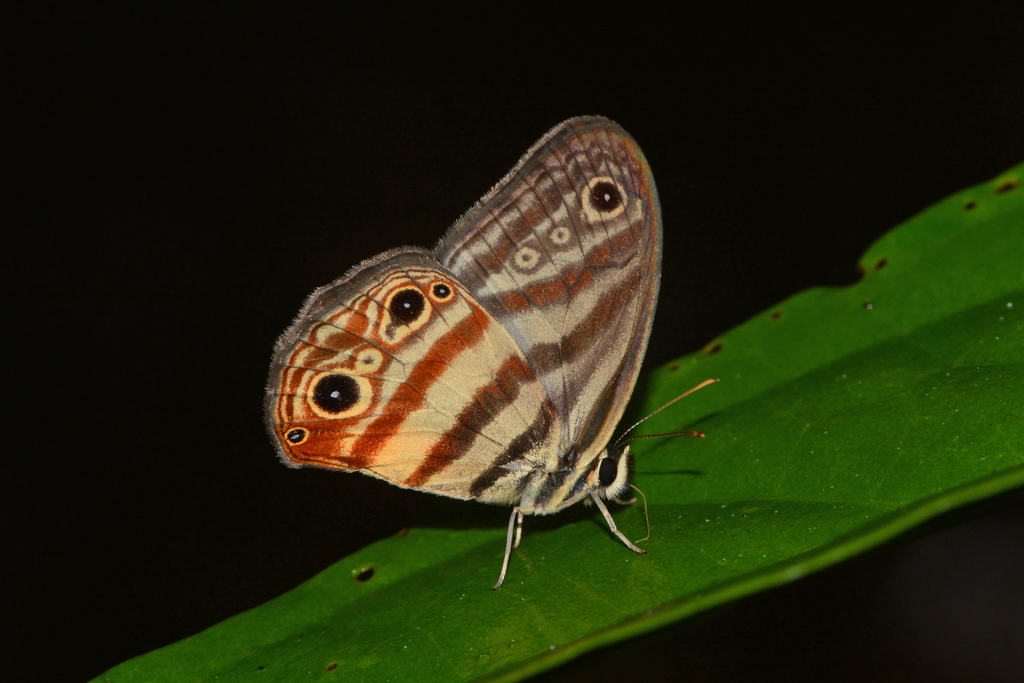 Euptychia enyo
