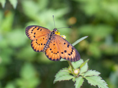 Acraea zitja
