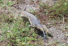 Varanus salvator bivittatus