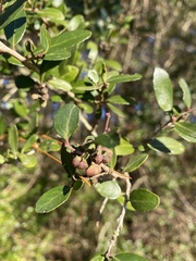 Gyropsylla ilecis
