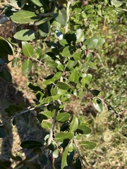Gyropsylla ilecis