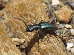 Clanoptilus abdominalis