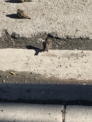 Passer domesticus