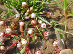 Crassula dodii