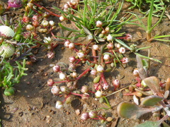 Crassula dodii