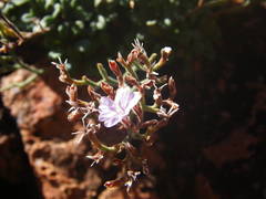 Limonium cordatum