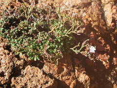 Limonium cordatum