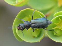 Clanoptilus abdominalis