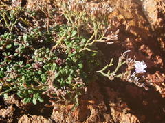 Limonium cordatum