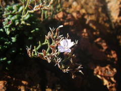 Limonium cordatum
