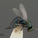 Ormyridae - Photo mgates, sin restricciones conocidas de derechos (dominio publico)