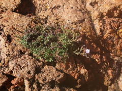 Limonium cordatum