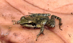 Natalobatrachus bonebergi