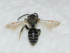 Andrena rubi