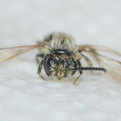 Andrena rubi