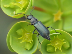 Clanoptilus abdominalis