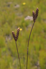 Nevillea obtusissima