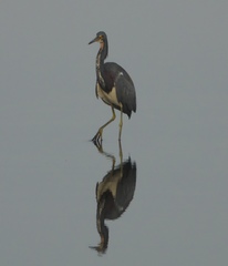 Egretta tricolor image