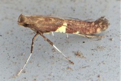Caloptilia umbratella