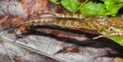 Natalobatrachus bonebergi