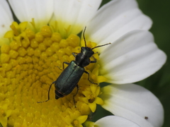 Clanoptilus abdominalis
