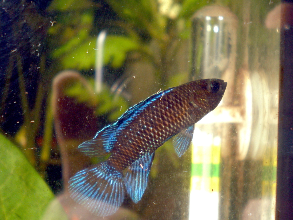 Blue Perch