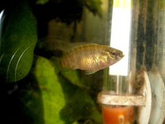 Blue Perch photo 3