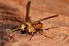Mischocyttarus angulatus