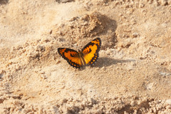 Byblia anvatara anvatara