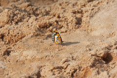 Byblia anvatara anvatara