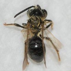 Andrena barbara