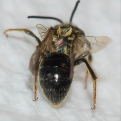 Andrena barbara