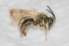 Andrena barbara