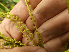 Stelis nutans