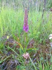 Gymnadenia densiflora