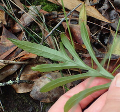 Polypodium ensiforme